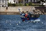 Concarneau_0015.jpg