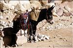 Jordanie_Petra__03.jpg