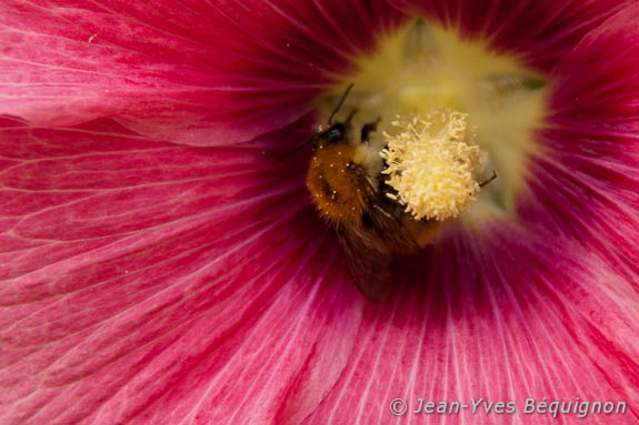 Alcea rosea