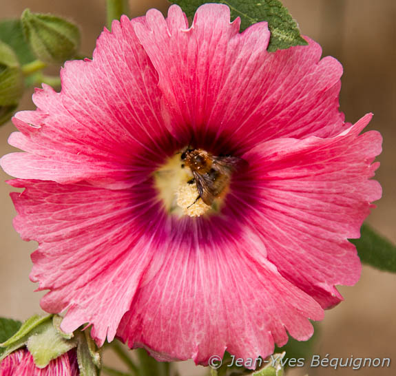 Alcea rosea
