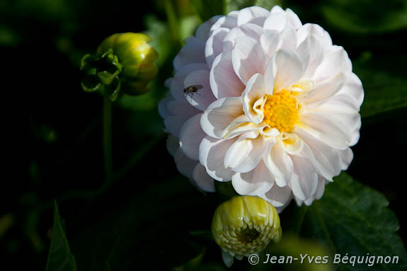 Dahlia
