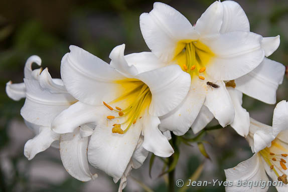 Lilium