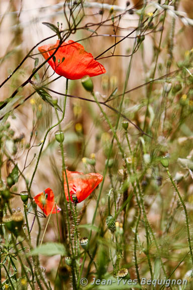 Coquelicot