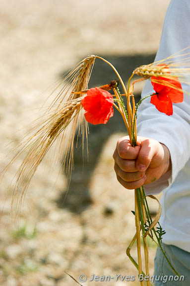 Coquelicot