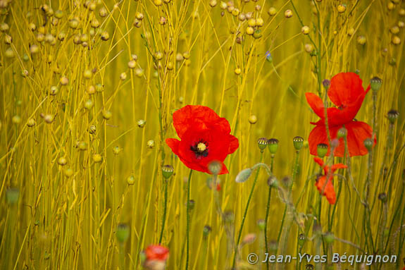Coquelicot