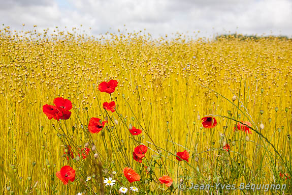 Coquelicot
