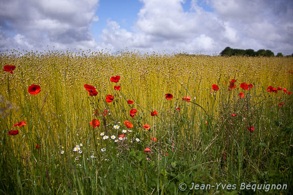 Coquelicot
