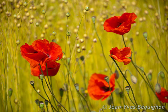 Coquelicot