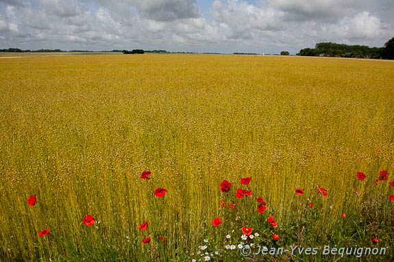 Coquelicot