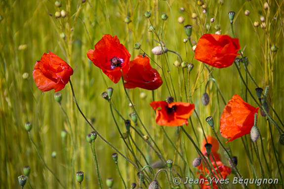 Coquelicot