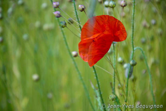 Coquelicot
