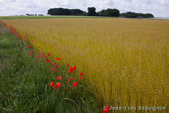 Coquelicot
