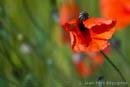 coquelicot