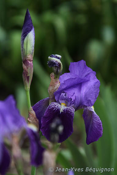 Iris