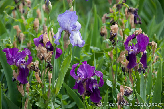 Iris