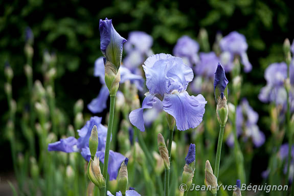 Iris