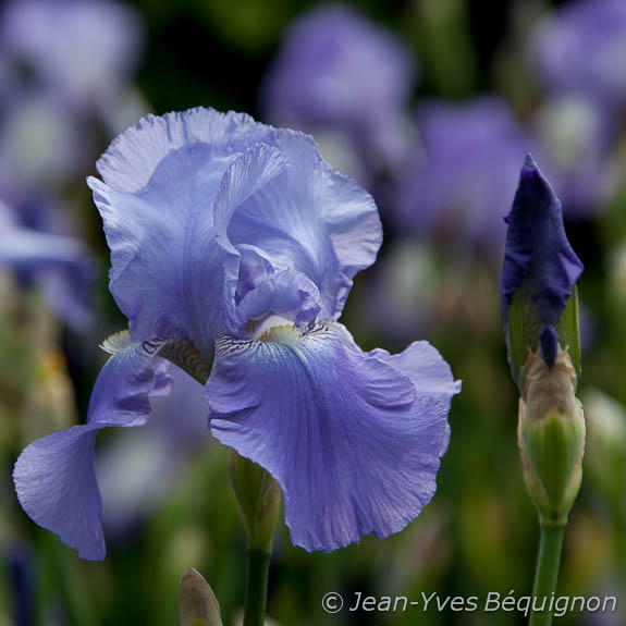Iris