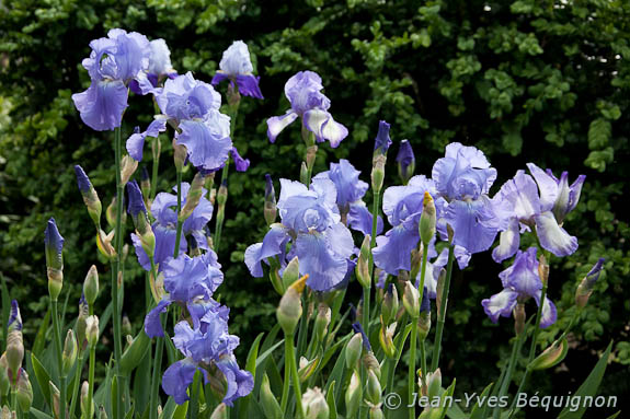 Iris