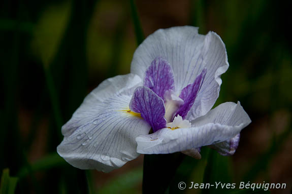 Iris