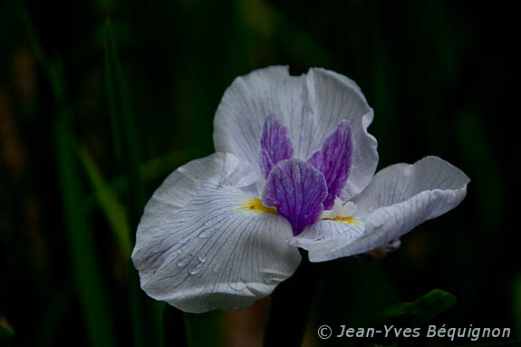 Iris