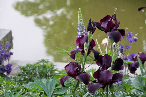 Iris
