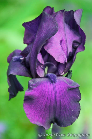 Iris
