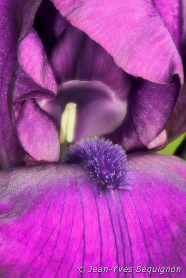 Iris