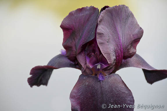 Iris